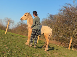 Palomino filly