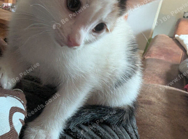 Kittens for forever home