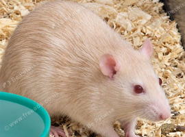 Albino Rat (female) 11 months old
