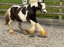 Yearling filly