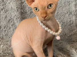 Beautiful pedigree female Sphynx kitten
