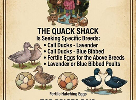 Wanted call ducks