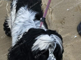 1 beautiful boy Cocker spaniel dogs
