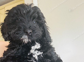 Stunning F1B cockapoo trained