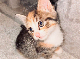 Kittens for sale