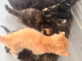 Fluffy kittens