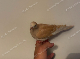Ringneck/java dove