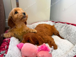 Cockapoo Puppies - Curly Coats & Sweet Personalities