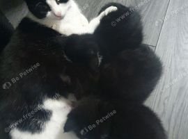 Kittens ready for new homes