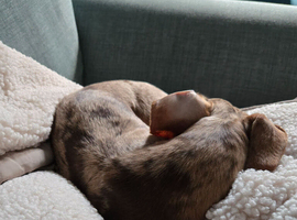 Dapple dachhound