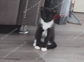 Kittens for sale