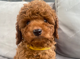 Cavapoo male puppies ready for new homes