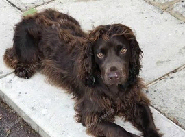 Beautiful chocolate girl