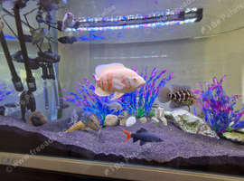 American cichlids
