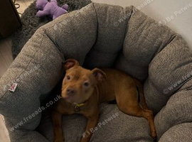 10 months old pocket bully