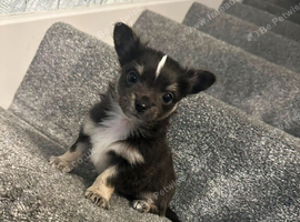 Long hair chihuahua