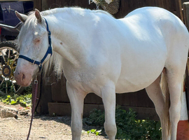 Connemara x Appaloosa