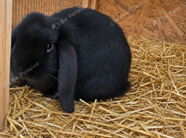 Beautiful French lop bunnies