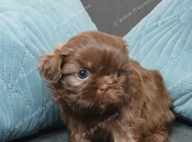 4 boys available  ready in 2 wks