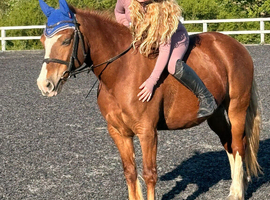 Chestnut Welsh c