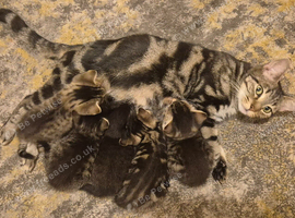 4 lovely kittens