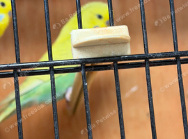 Lovely baby budgies