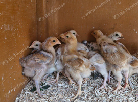 Oprington bantams