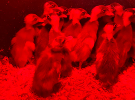 Indian Runner Ducklings