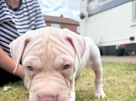 American bull dog x cane corso pup
