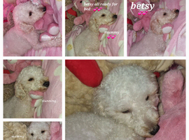 Stunning poodles