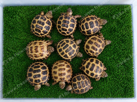 Horsefield Tortoise