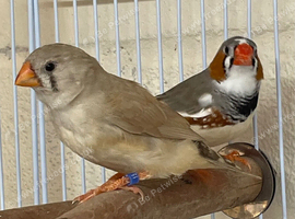 Beautiful young pair of zebra finches