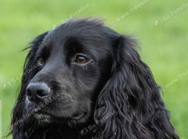Miniture working cocker spaniel