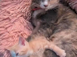 Beautiful grey girls needing homes