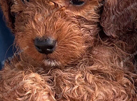 3 Beautiful Adorable Cockapoos