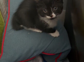 Black and white kittens