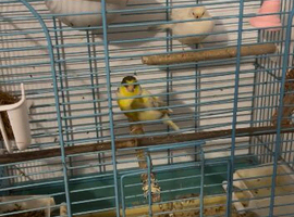 canary&rsquo;s