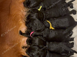 Cocker Spaniel Puppies