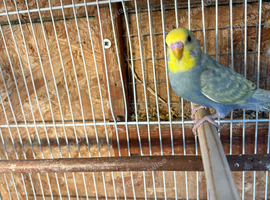 Budgies 4 sale