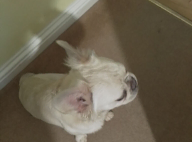 FLUFFY FRENCH BULLDOG FOR QUICK SALE