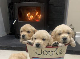 Golden retriever puppies