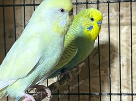 Budgies pair