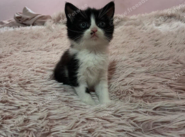 Beautiful female kitten for sale