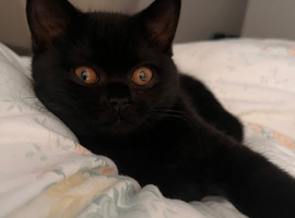 Purebred British shorthair kitten