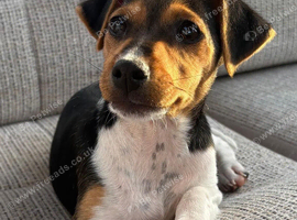 Traditional short-legged Jack Russell puppy's.