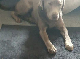 Lab