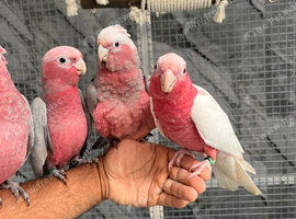 Baby Handreared Super Tame Cuddly Friendly Galah Cockatoo Parrot,24