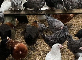 Point of lay chickens