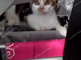 Gorgeous Felix for sale