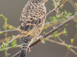 Cut throat finch female WANTED